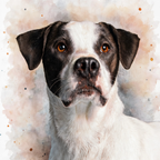 Dog with a watercolor background